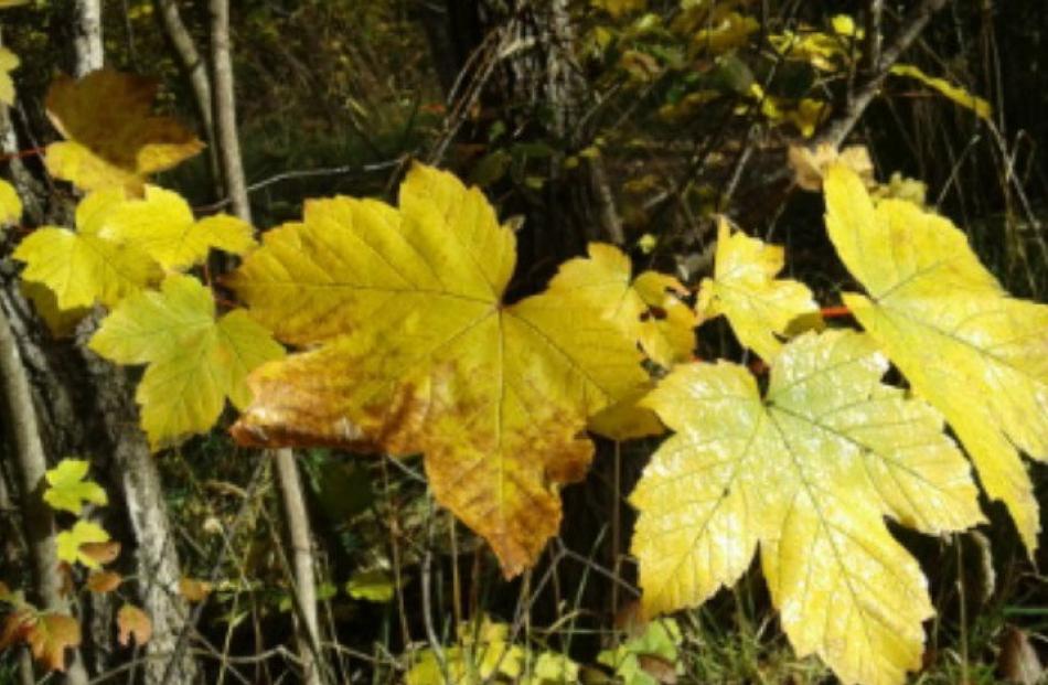 ‘‘Here are some beautiful leaves at the Arrowtown track, taken in late April,’’ writes Samantha...