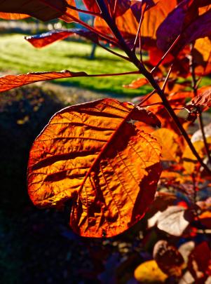 ‘‘Cotinus ‘Grace’ (the smoke bush) at sunrise on April 21, the sun behind highlighting the...