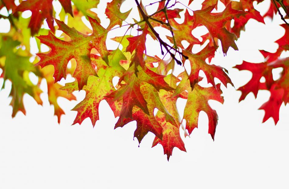 ‘‘Autumn leaves, taken on March 31 outside the old railway station in Ranfurly,’’ writes  Paul...