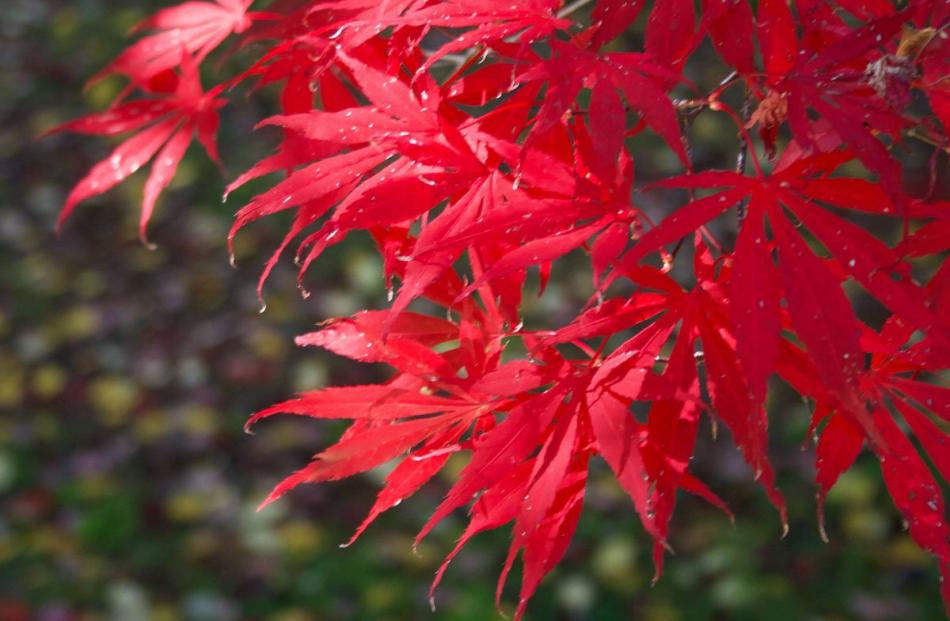 ‘‘A Japanese maple at the Dunedin Botanic Garden on April 17,’’ writes Mark McLeod, of Dunedin.
