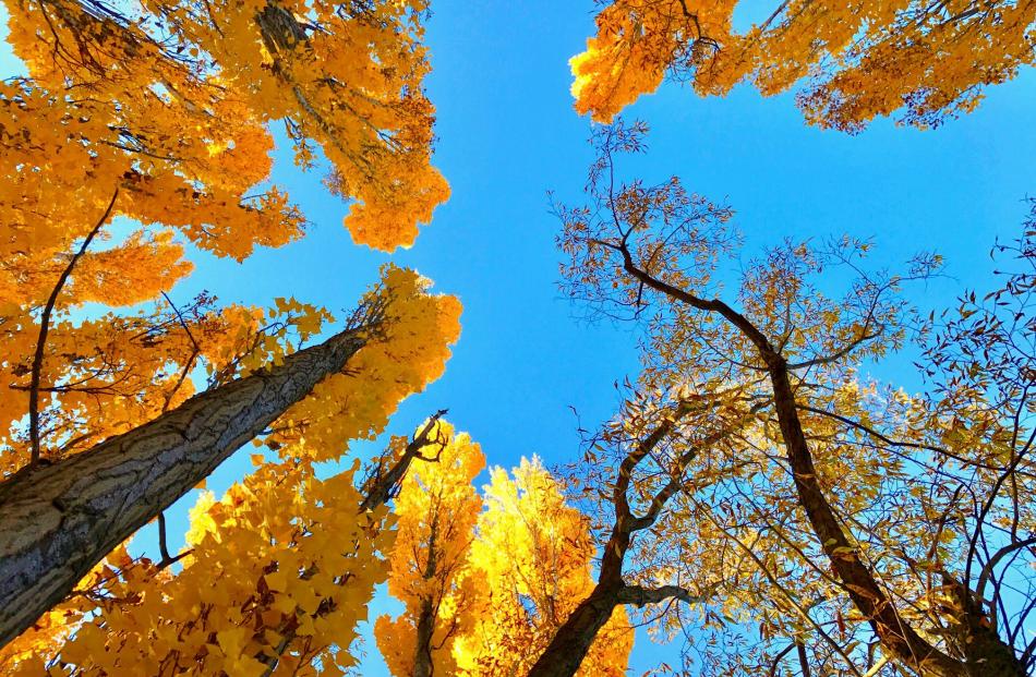 ‘‘Awesome colours, awesome day, awesome autumn!’’ writes Joy Bennett, of Alexandra, of her photo...