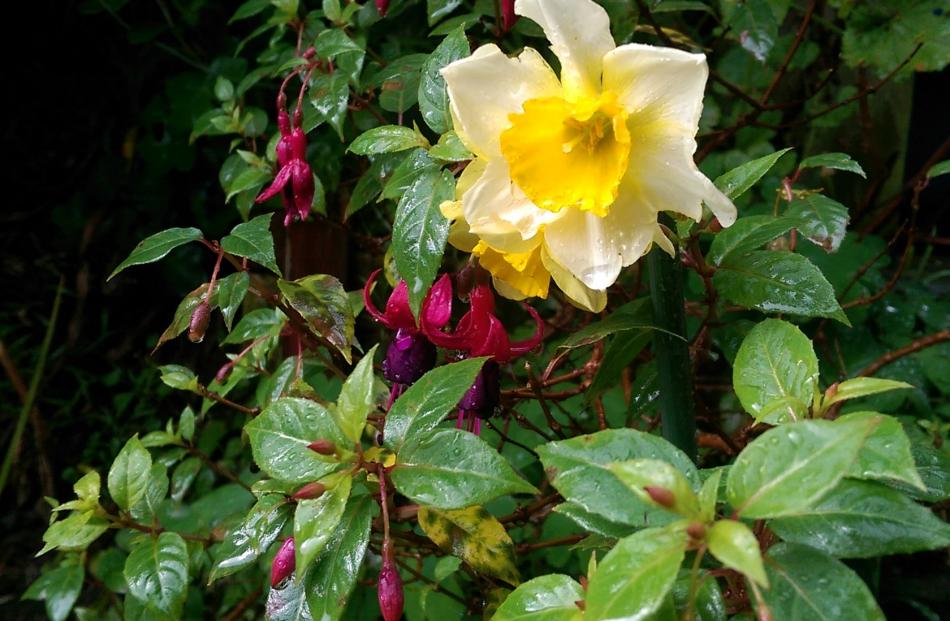 ‘‘Not exactly the usual autumn colours. More the yellow colour of (very) early spring! Spotted...