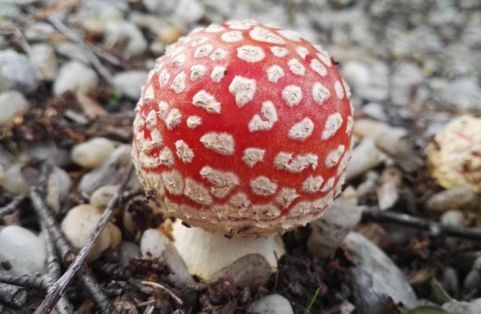 ‘‘A mushroom, taken in our pebble garden at the front of our house, March 31,’’ writes Greg...