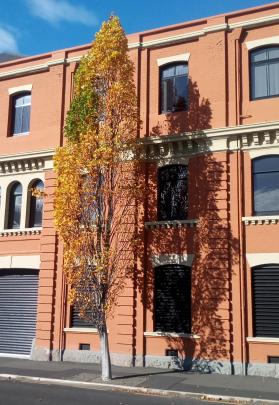 ‘‘A street tree in Vogel St, Dunedin, taken April 22,’’ writes Liz Cowburn, of Dunedin.