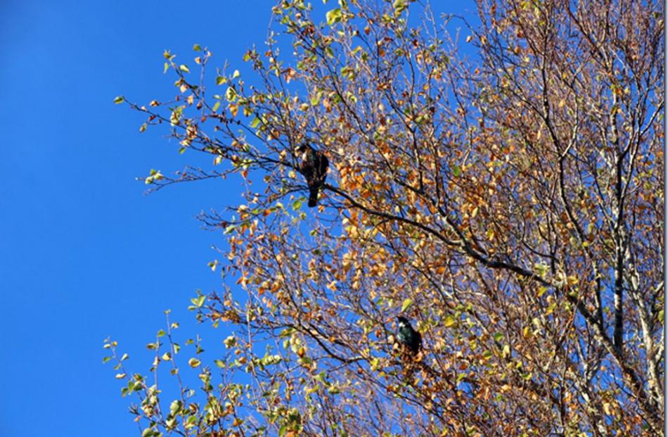 ‘‘These two tui were very obliging, arriving at the right time just before the leaves dropped,’’...