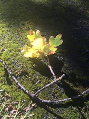 ‘‘An oak tree leaf in a Maori Hill street, late March,’’ writes Lorraine Ritchie, of Wakari.
