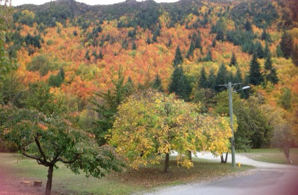 Arrowtown colours in late April. PHOTO: MICHELLE PATERSON, MOSGIEL