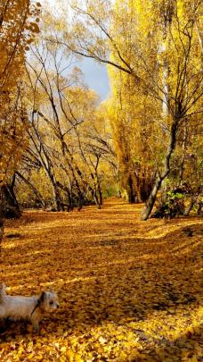 ‘‘Photo taken on Old Bridge Road cycle track, April 27, walking with my dog Abbey. A beautiful...