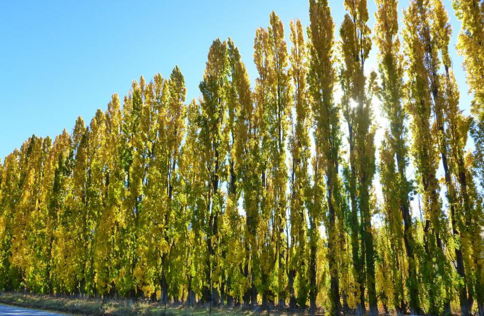 ‘‘After a recent holiday in Cromwell over the school holidays, there are many photos Icould have entered in your competition, it is so lovely up there. This one was taken outside Jones’ Orchard on the way to Queenstown,’’ writes Melissa Rodgers, of Dunedi