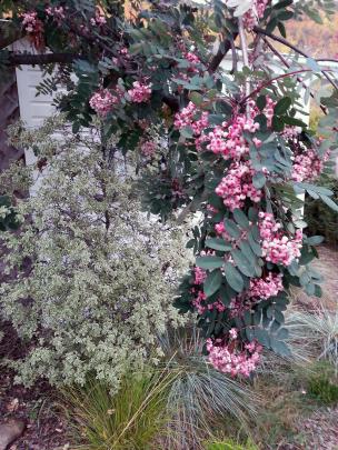 ‘‘This lovely pink-berried mountain ash (Sorbus hupehensis) was photographed on April 27 in...