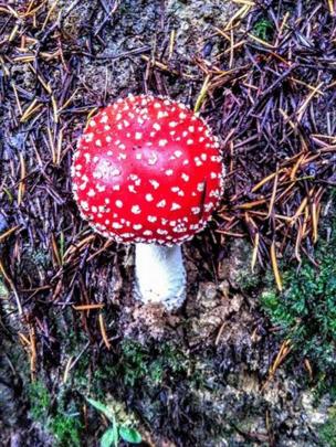 ‘‘I came across this perfect toadstool [mushroom] amidsta sea of others, while walking down one of the many beautiful tracks around our suburb,’’ writes Marie Cox, of Belleknowes.