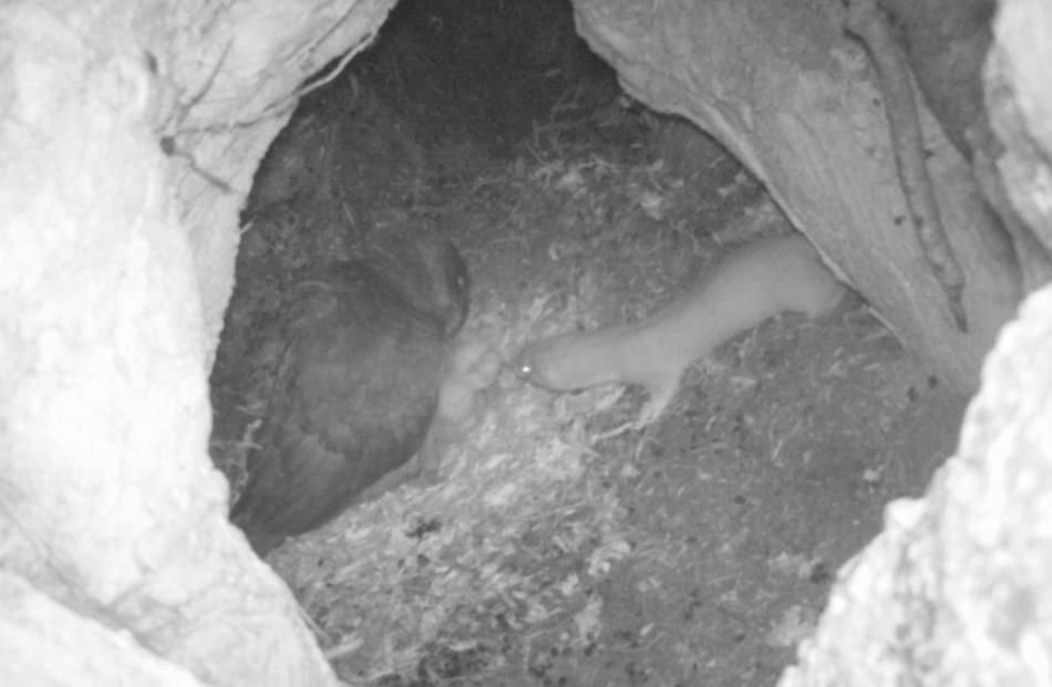 A stoat caught on a nest camera about to attack an adult kea.