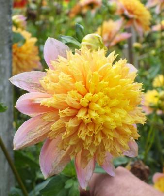  Introduced almost 20 years ago, Goldie Gull is an outstanding anemone-type dahlia.