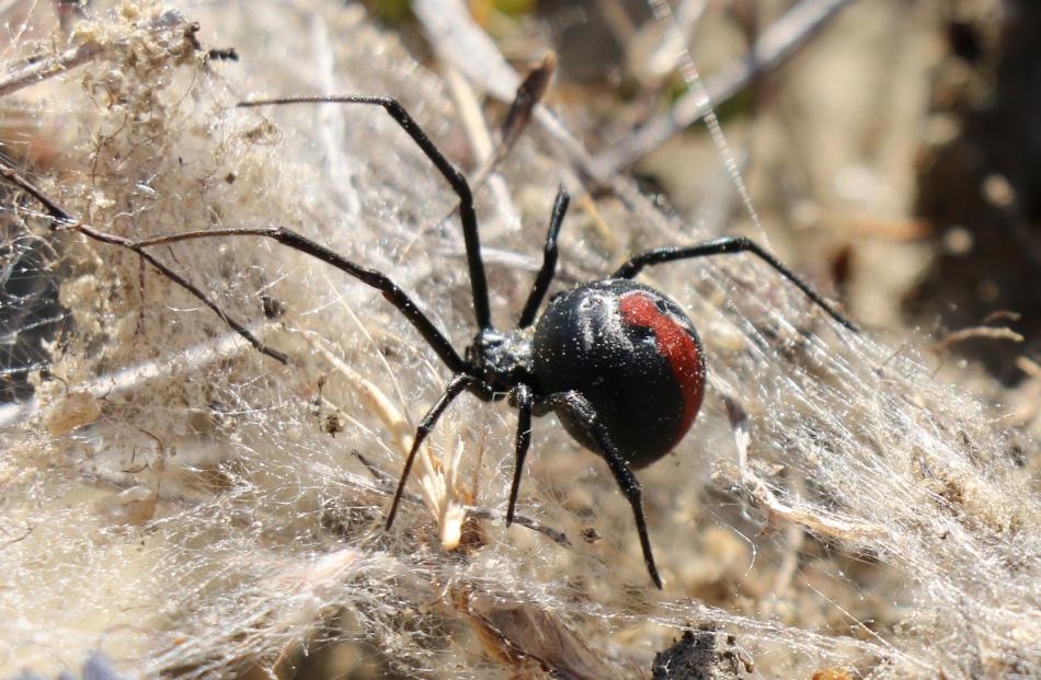 A redback sits at the entrance to an old rabbit hole in the Cromwell Chafer Beetle Nature Reserve...