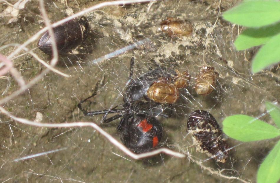 Chafer beetles are trapped in a redback web in the Cromwell  Reserve. Photos: Jackie Spencer.