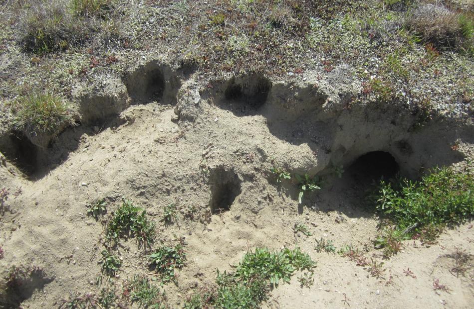 Old rabbit burrows make the perfect home for redbacks in the  reserve. 