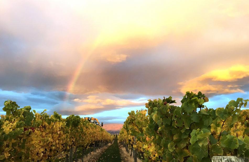‘‘Harvesting on our vineyard at Alexandra on April 24,’’ writes Christine Rasmussen, of Mount...