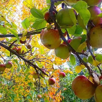 ‘‘I took this standing under my apple tree looking towards the maple tree in my garden...