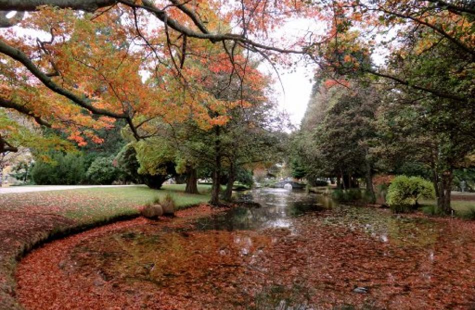 ‘This beautiful mature oak tree at the Queenstown Gardens on April 30 was dropping its leaves...