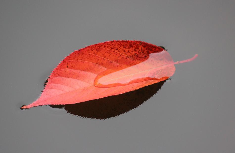 A floating red leaf, Oamaru public gardens, May 4, photographed by Lorraine Adams, Oamaru.