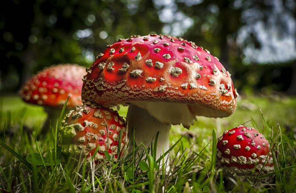 ‘‘Autumn toadstools in Naseby on Easter Sunday,’’ writes Melissa Purnell, of Dunedin.