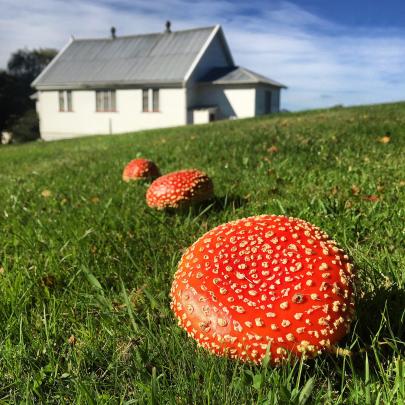 ‘‘Taken on April 17 at the Taieri Historical Park,’’ writes Steve Silvey, of Dunedin.
