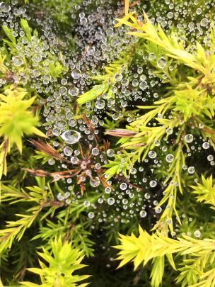 ‘‘This was taken of a breath of heaven bush with rain droplets on a cobweb on our property in...