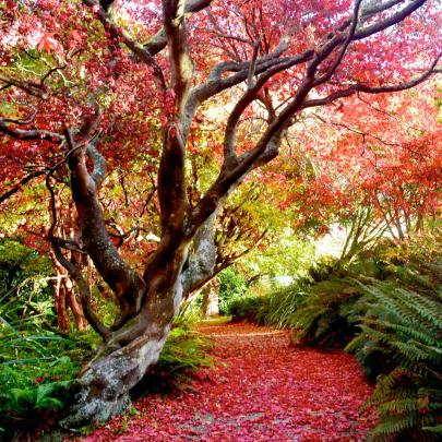RUNNER-UP: Japanese maple at the botanic garden on May 2. PHOTO: RAIMO KUPARINEN, DUNEDIN


