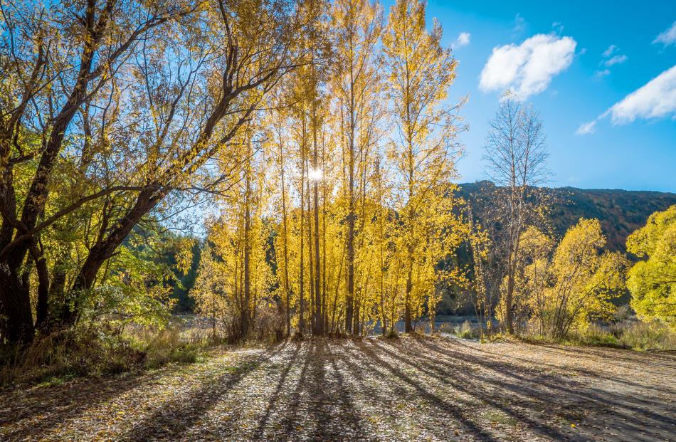 Taken by the Arrowtown River on Anzac Day.  PHOTO: Brad Phipps, Dunedin. 