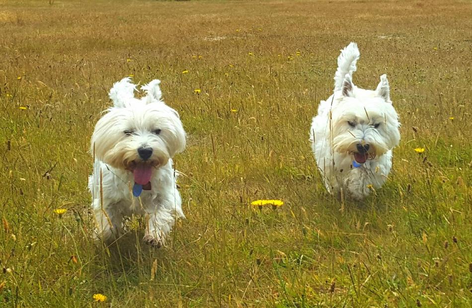 "West Highland white terriers Jack and Nicky enjoying running around at Island Park Reserve on...