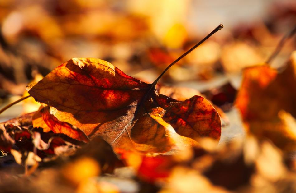 "An image I captured of the beautiful golden leaves on the University of Otago grounds on April...