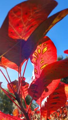 "Taken on May 1, this is our Smoke Bush, identified by my wife Diana as a `Cotinus Grace', and...