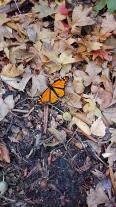 "A newly hatched Monarch butterfly on autumn leaves. taken on May 2 in Christchurch,'' writes Les...