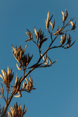 "A waning flax flower at sunset, Mosgiel hills on March 16,'' writes Robert Stein, of Dunedin...