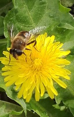 A busy bee on a dandelion, March 6. PHOTO: Sharee Wood, Ettrick. 