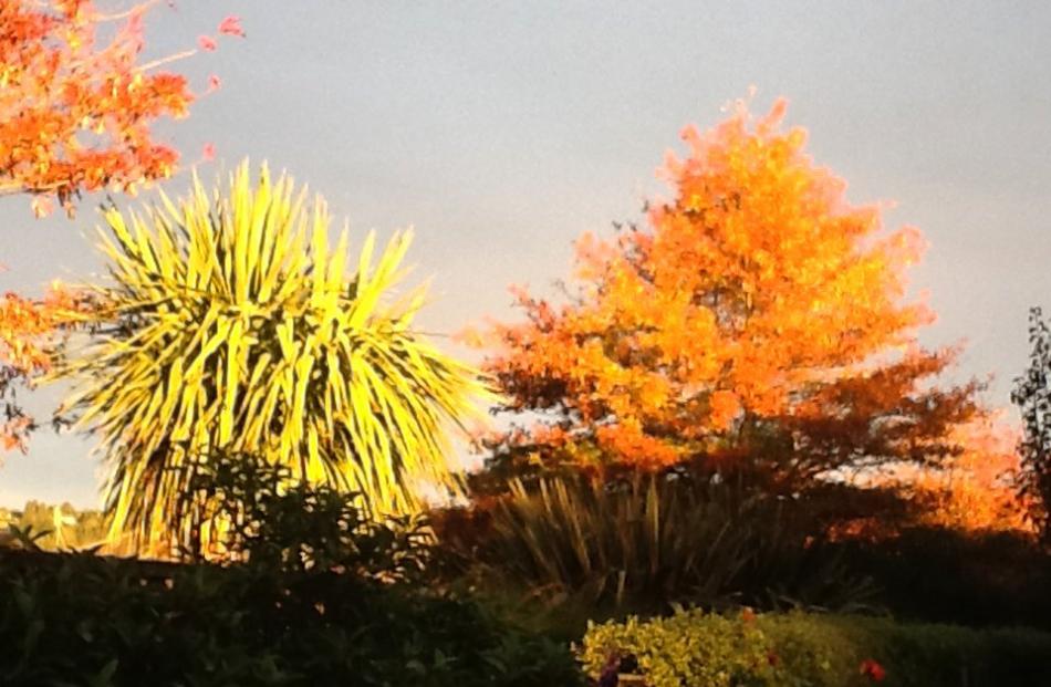 "Just spectacular colours in the late afternoon sun of trees on Hagart Alexander Dr on May 2,''...