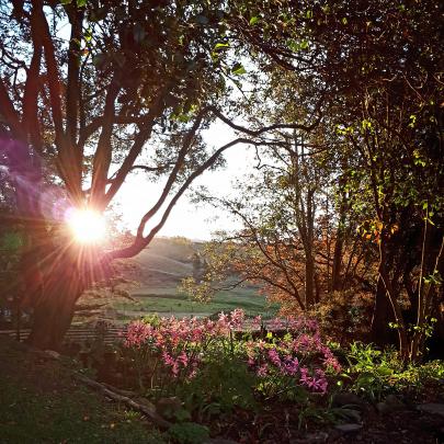 "At home with some awesome autumn sunlight, showing off mums Nerine lillies on April 29,'' writes...