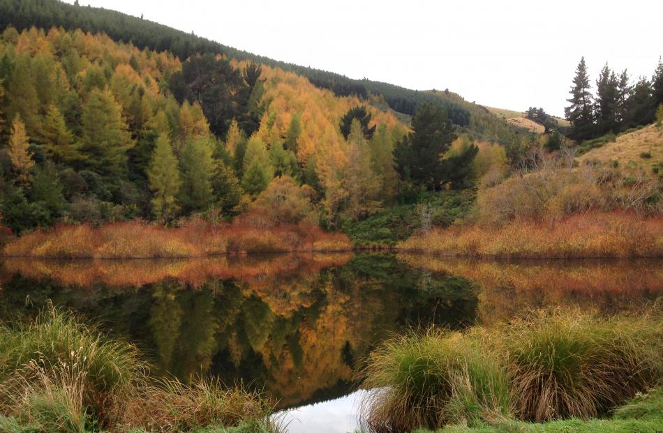 Greys Dam, Gabriel's Gully, on May 2. PHOTO: Karen Sortehaug, Dunedin.