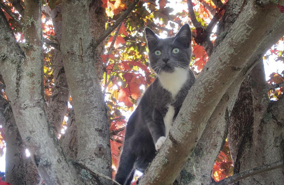 ''Grace the 6-month-old kitten perches in a maple tree in Pine Hill, 
...