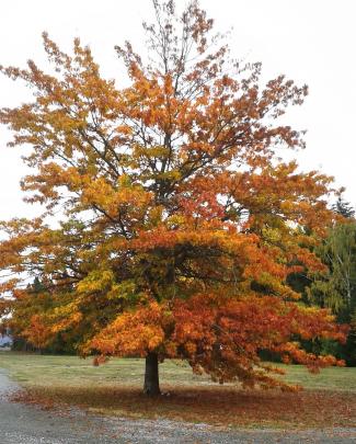 A beautiful tree at Twizel at Easter. PHOTO: Susan Shand