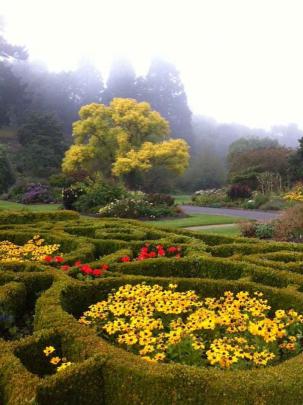 A golden ash stands out in the fog at the Lower Dunedin Botanic 
...