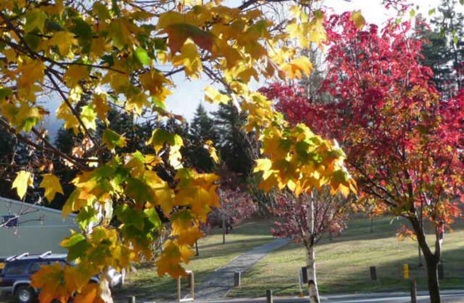 ''Looking over our back fence to the reserve on Anderson Rd'', 
writes Kath Wilson, of Wanaka.