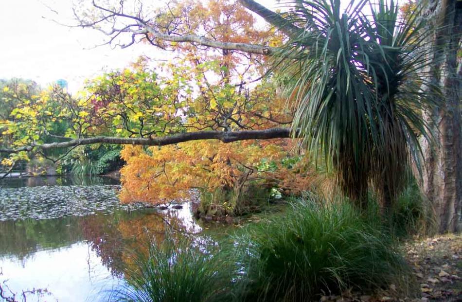 An Autumn scene taken in the Oamaru Gardens on May  2. PHOTO: Nancy 
Bell, Oamaru.