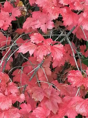 Autumn cerise in Wanaka on April 29. PHOTO: Clare Boxall, 
Paraparaumu Beach.