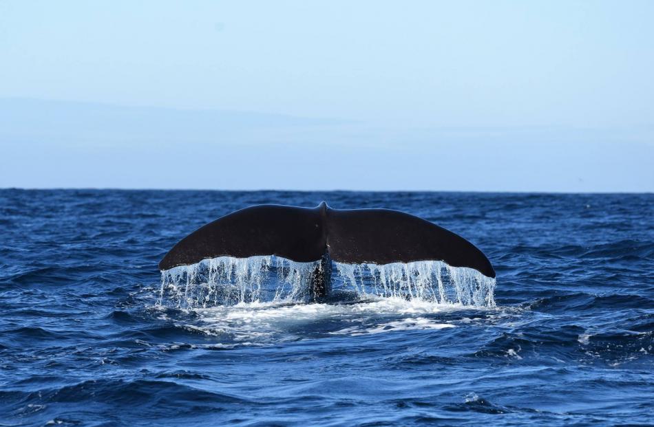 A sperm whale dives off the Dunedin coast. Photo: Trudy Webster.