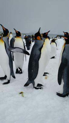 Experiencing the noise and mass of more than 250,000 king penguins was a special experience....