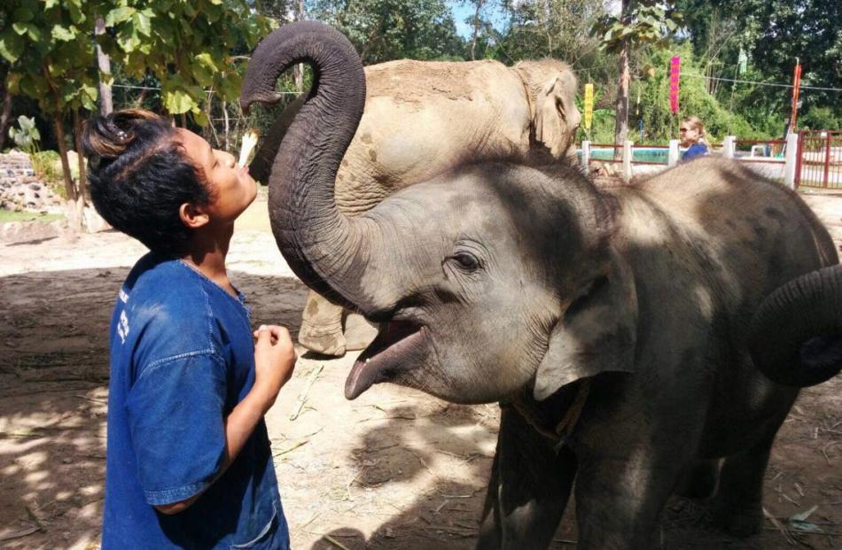 A young mahout (elephant keeper) feeds out sugarcane at the Happy Elephant Home, one of the...