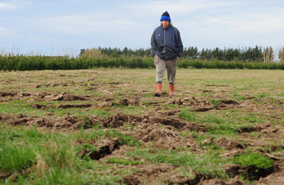 Lifestyle block owner Peter Fitzgerald stands in his once flat paddocks, his fence line moved...