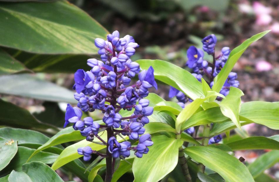 Blue ginger (Dichorisandra thyrsiflora) is a South American native.