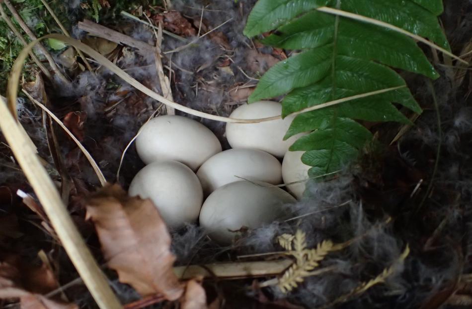 Hoakie found this nest on the west coast in September last year.